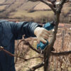 Foarfeca pt. vie si pomi Bosch Pro Pruner.1 Foarfeca pt. vie si pomi Bosch Pro Pruner.1
